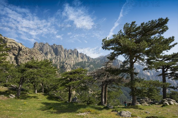 Mountain massif with rocky peaks and pines