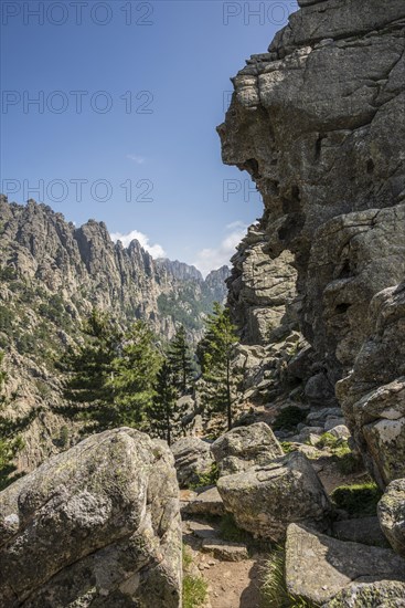 Mountain massif with rocky peaks and pines