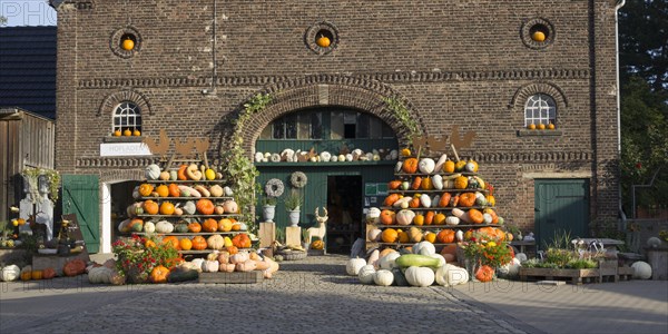 Pumpkins for sale