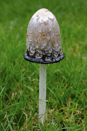 Shaggy ink cap (Coprinus comatus)