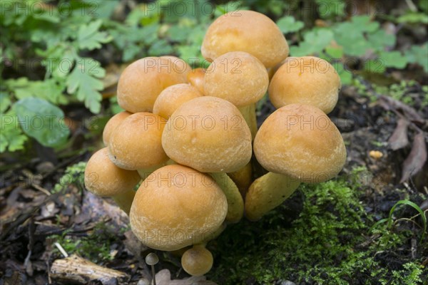 Stock sponge (Kuehneromyces)