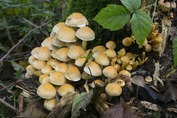 Smoke-leaved sulphur head (Hypholoma Lapnoides)