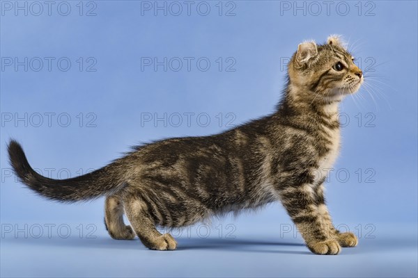 Breedcat American Curl (Felis silvestris catus)