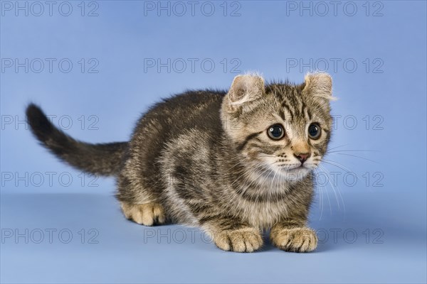 Breedcat American Curl (Felis silvestris catus)