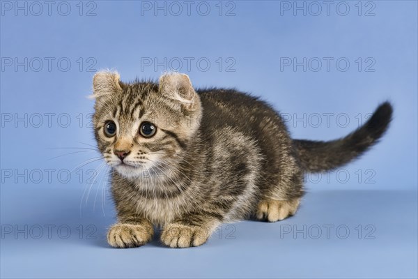 Breedcat American Curl (Felis silvestris catus)