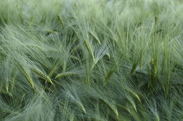 Barley (Hordeum vulgare)