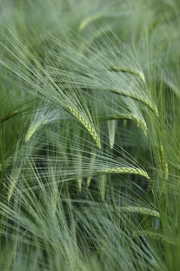 Barley (Hordeum vulgare)