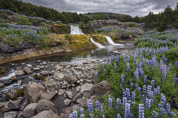 Fossarett waterfall with river Fossa at the fjord Hvalfjorour