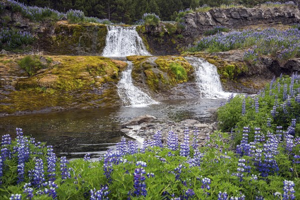 Fossarett waterfall with river Fossa at the fjord Hvalfjorour