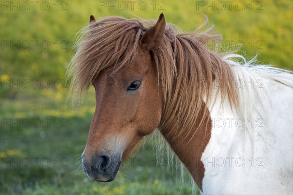Icelandic horse (Equus islandicus)