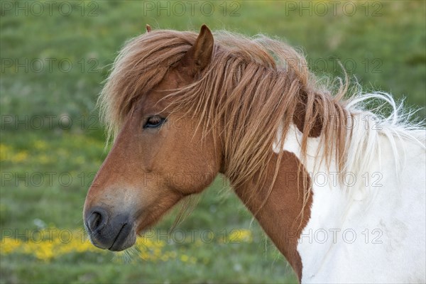 Icelandic horse (Equus islandicus)