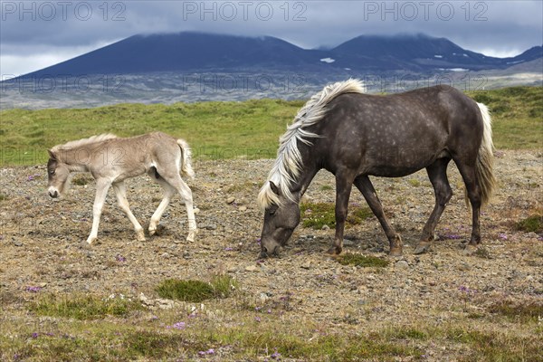 Icelandic horses (Equus islandicus)