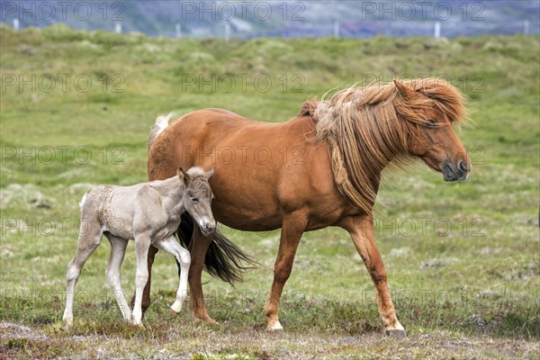 Icelandic horses (Equus islandicus)