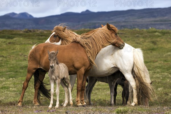 Icelandic horses (Equus islandicus)