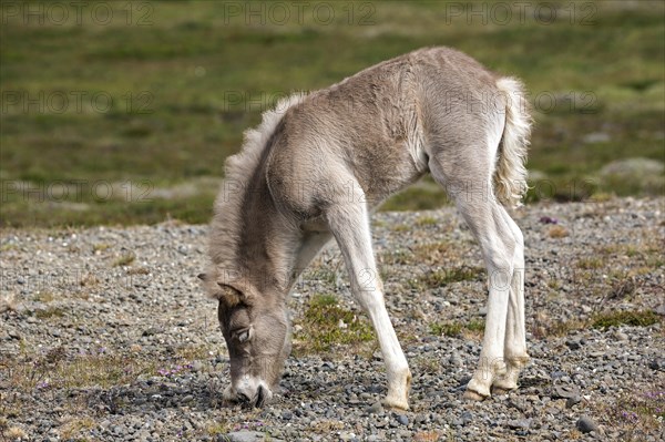 Icelandic horse (Equus islandicus)