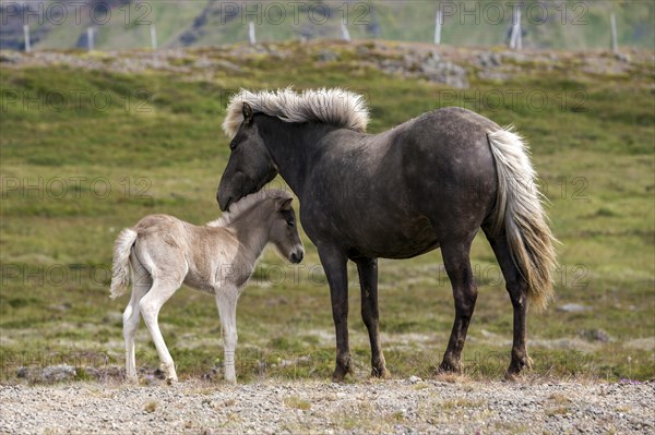 Icelandic horses (Equus islandicus)