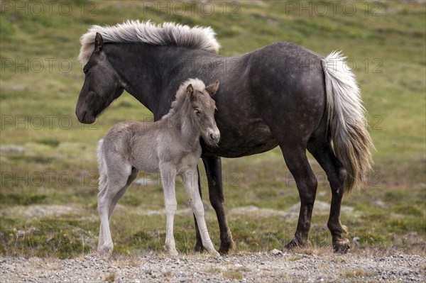 Icelandic horses (Equus islandicus)