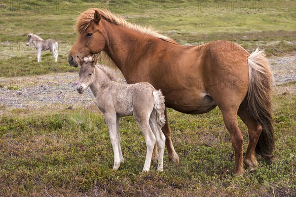 Icelandic horses (Equus islandicus)