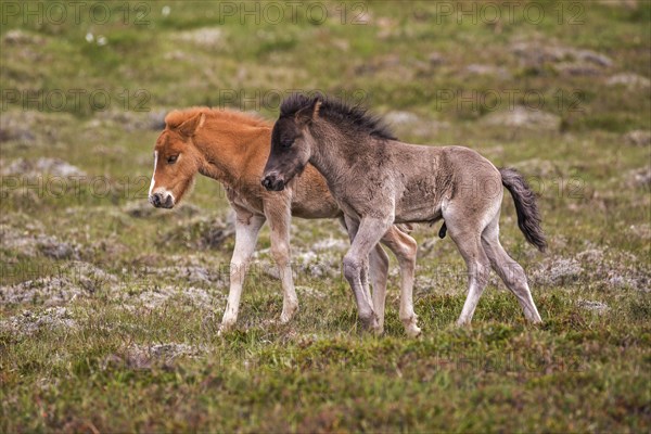 Icelandic horses (Equus islandicus)