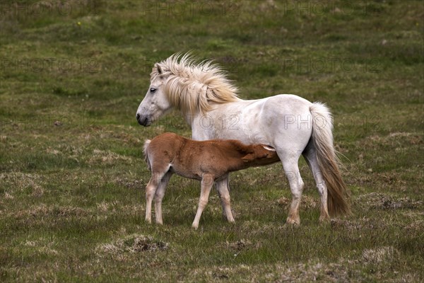 Icelandic horses (Equus islandicus)