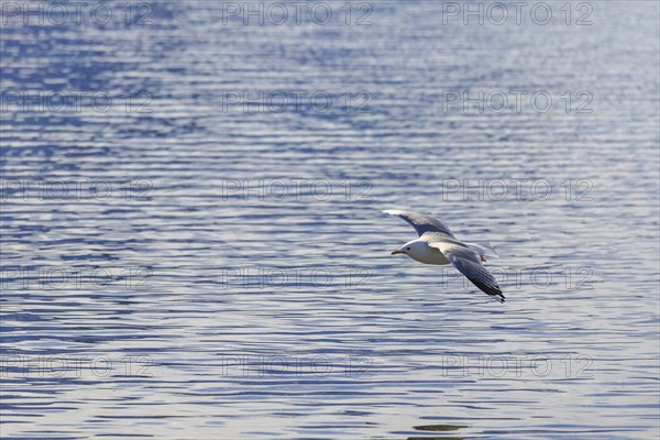Great black-backed gull (Larus marinus) flying over Fjord