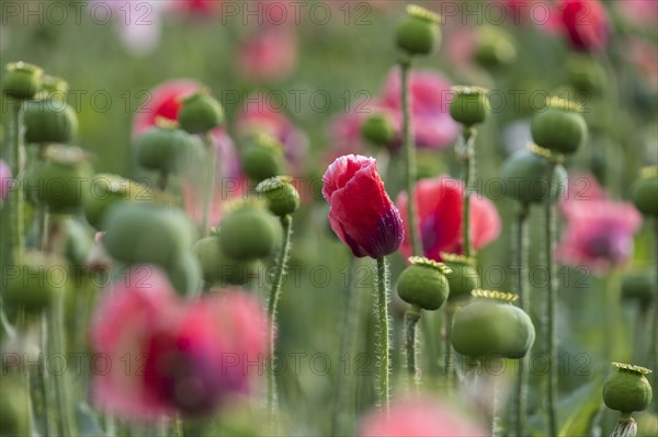 Waldviertler Grey Poppy