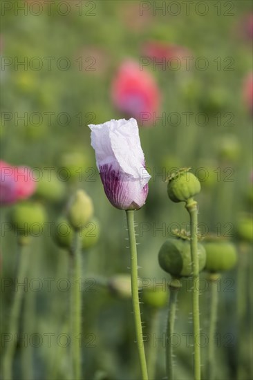 Waldviertler Grey Poppy