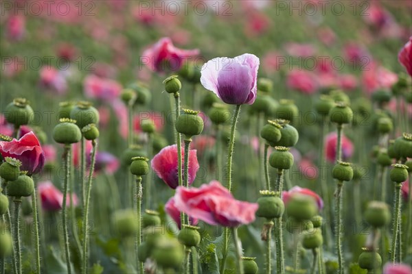 Waldviertler Grey Poppy