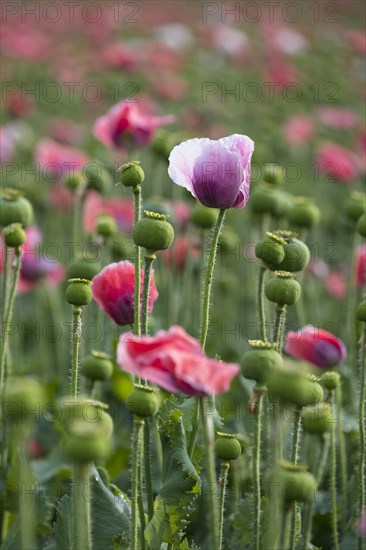 Waldviertler Grey Poppy