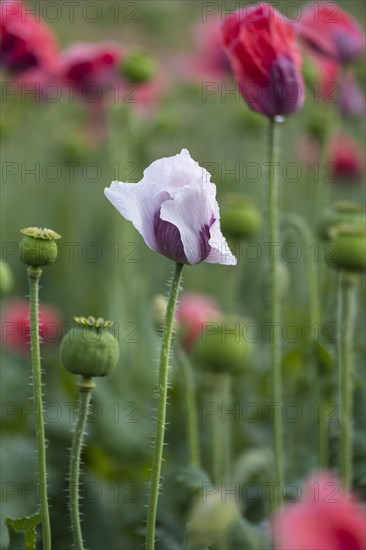 Waldviertler Grey Poppy