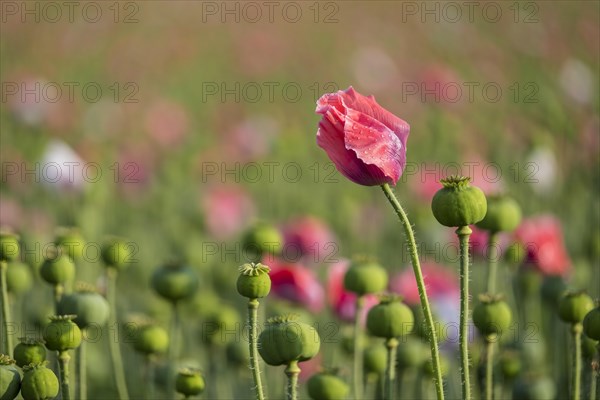 Waldviertler Grey Poppy