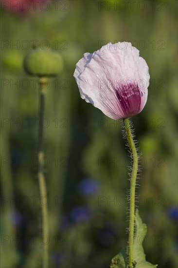 Waldviertler Grey Poppy