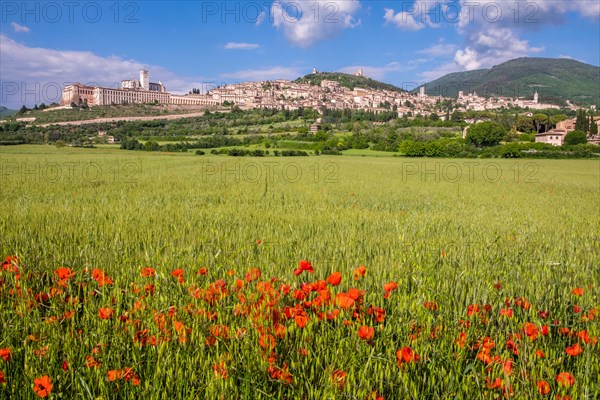 Field with poppy