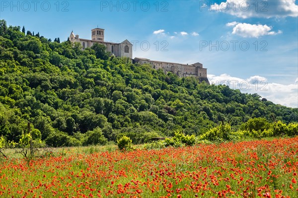 Poppy seed meadow