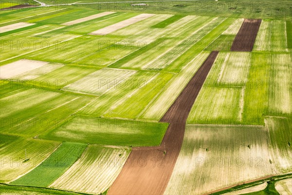 Lentil fields