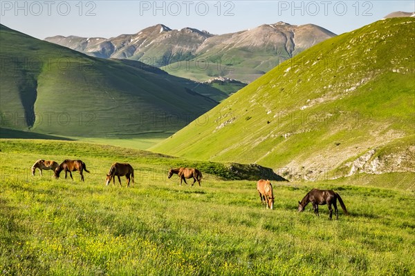 Grazing semi-wild horses