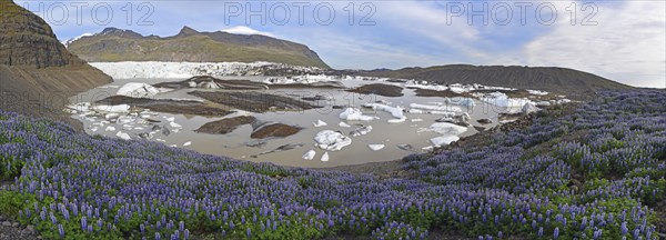 Floating blocks of ice partly coloured black by ashes in the lagoon of the Svinafelljokull Glacier