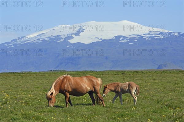 Iceland horse with foal in front of the snow-covered glaciated Eyjafjallajokull volcano