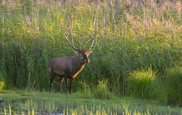 Red deer (Cervus elaphus)