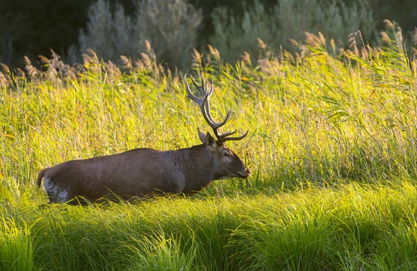 Red deer (Cervus elaphus)