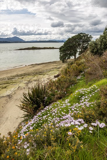 Cape daisy (Osteospermum) on a beach in Spring