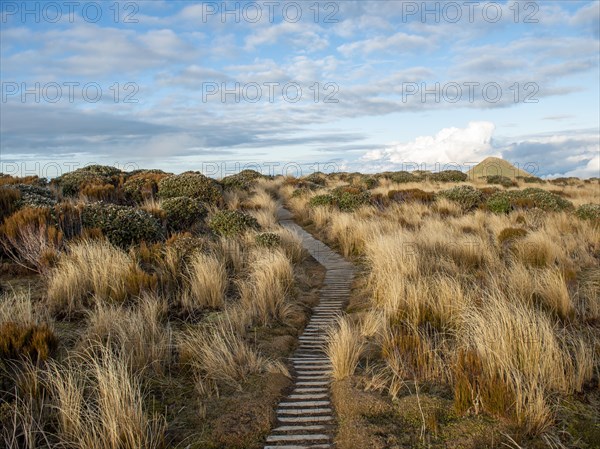 Hiking trail through grass landscape