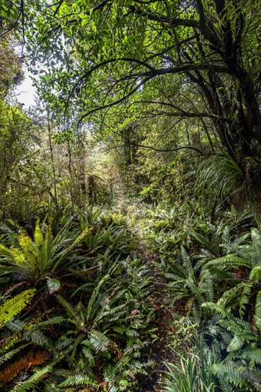 Hiking trail through forest