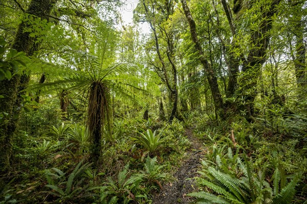 Hiking trail through forest with Tree fern (Cyatheales)