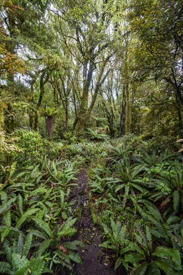 Hiking trail through forest with ferns