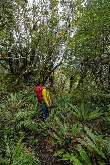 Hiker on hiking trail through rainforest