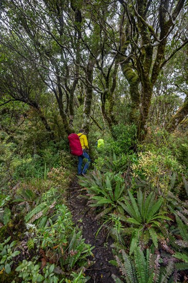 Hikers on hiking trail through rainforest