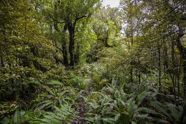 Hiking trail through forest