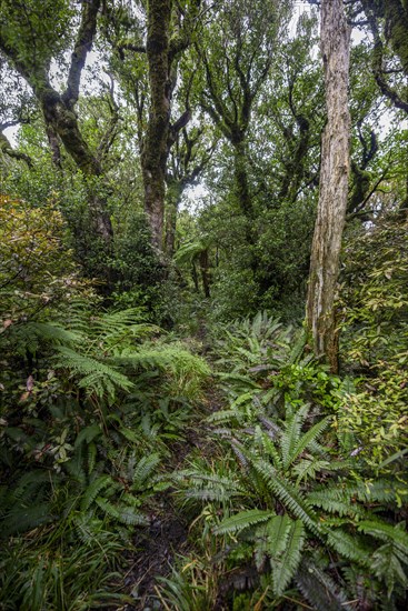 Hiking trail through forest with ferns