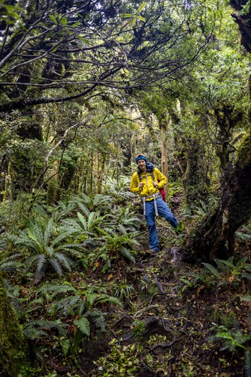 Hiker on hiking trail through rainforest